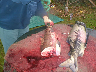 thumbnail for Smoking fish - Chá:lhtel